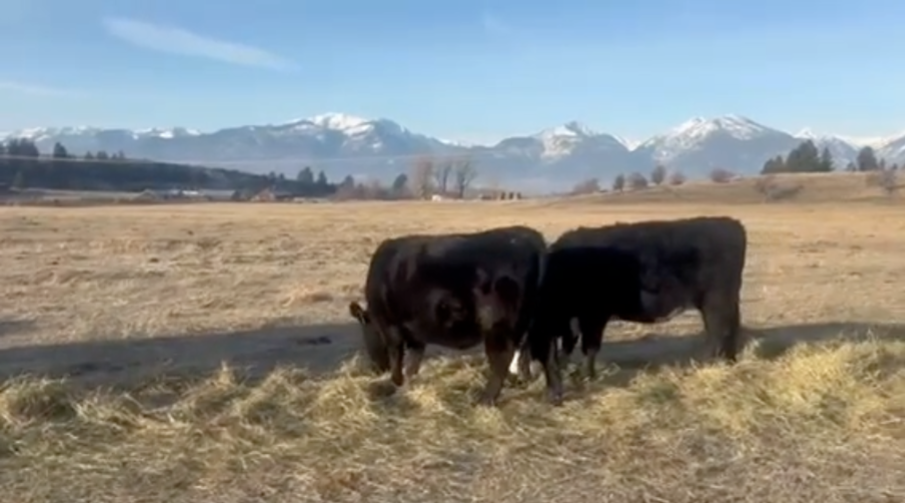 32 - Angus Bred Heifers - Montana - NO BRANDS – 1100 LBS – March to May calvers!-BH1210a5